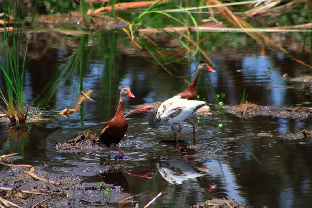 Wood storks foraging along the edge of a Florida wetland