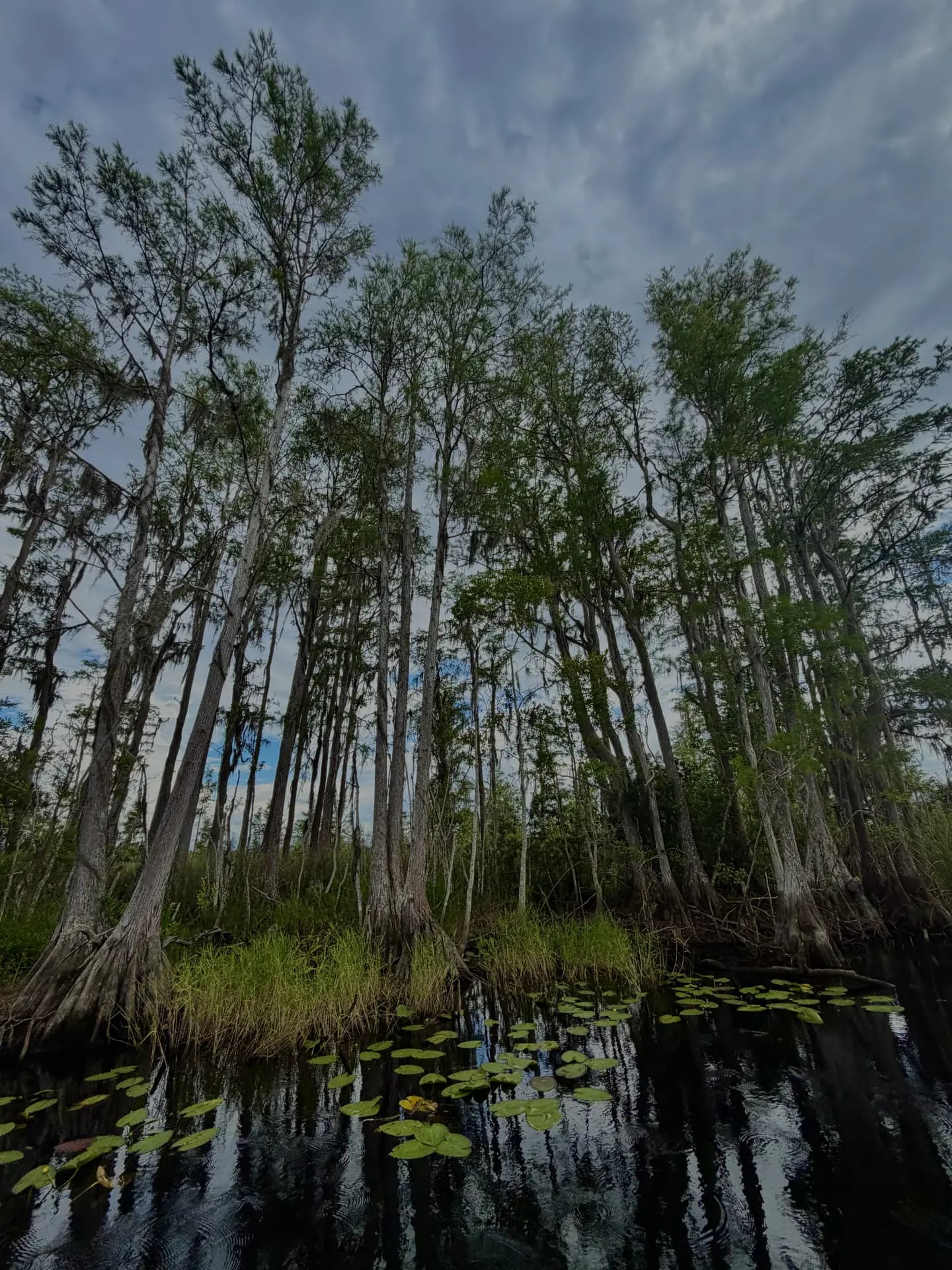 Cypress trees reflected in still Florida wetland water