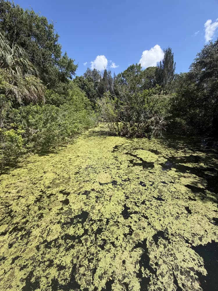 Thick algae mat covering a shaded canal