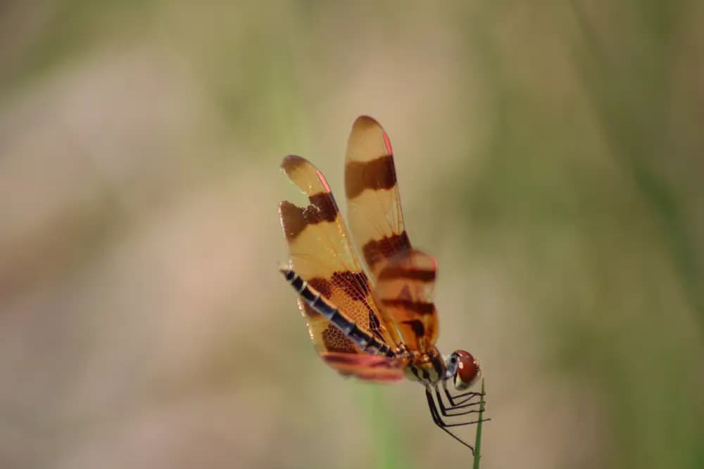Halloween Pennant dragonfly resting on a blade of grass