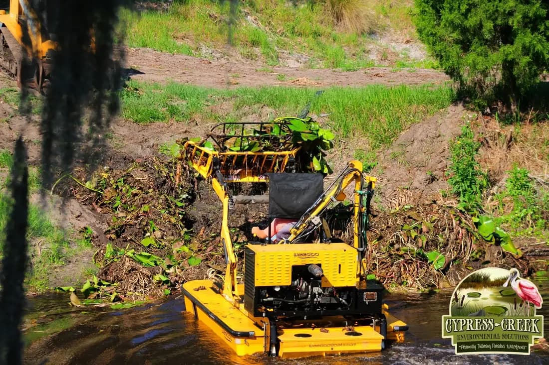 Florida natural area after invasive vegetation management