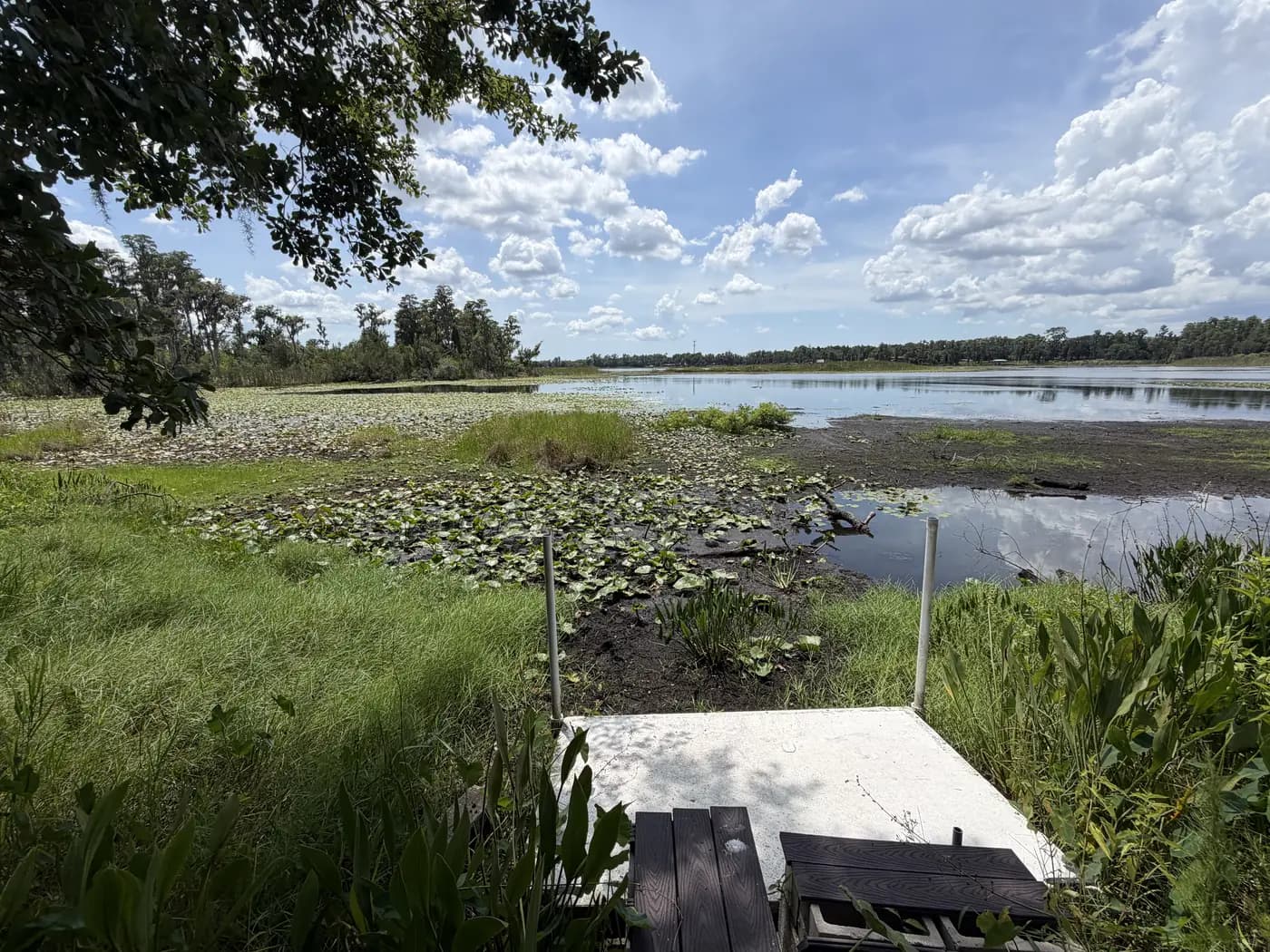 Enhanced Florida wetland area with healthy vegetation